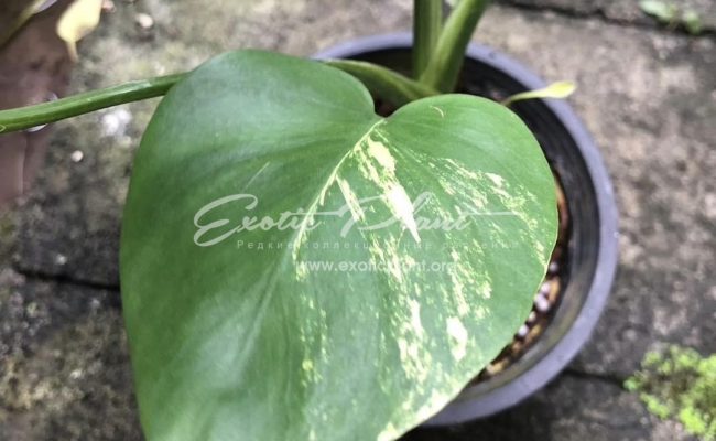 Monstera deliciosa aurea Taiwan 700