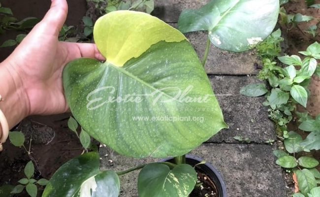 Monstera deliciosa aurea Taiwan 700