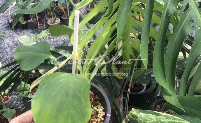 Monstera sierrna 180