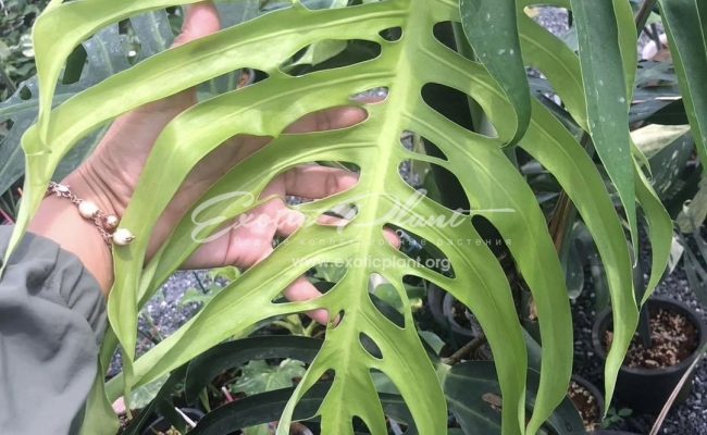 Monstera sierrna adult