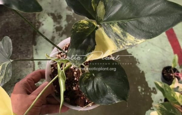 Philodendron Angela variegated 450-550