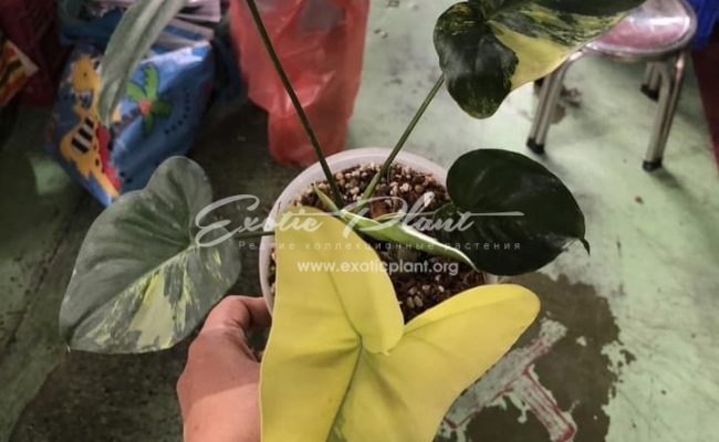 Philodendron Angela variegated 550