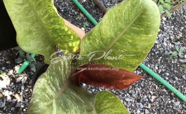 Philodendron Chocolate Chip 75