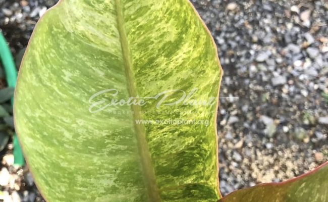 Philodendron Chocolate Chip 75