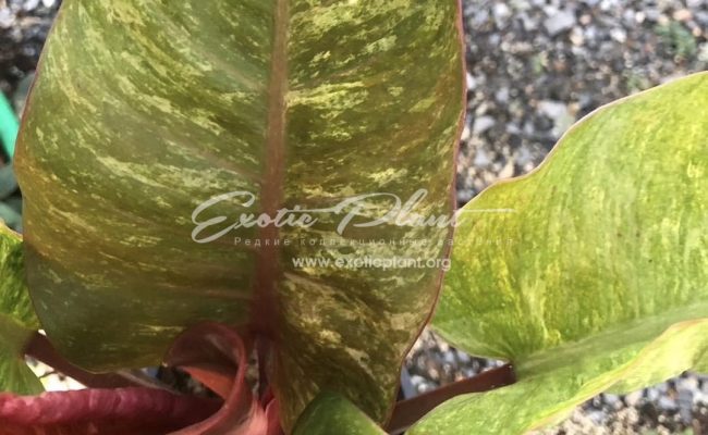 Philodendron Chocolate Chip 75