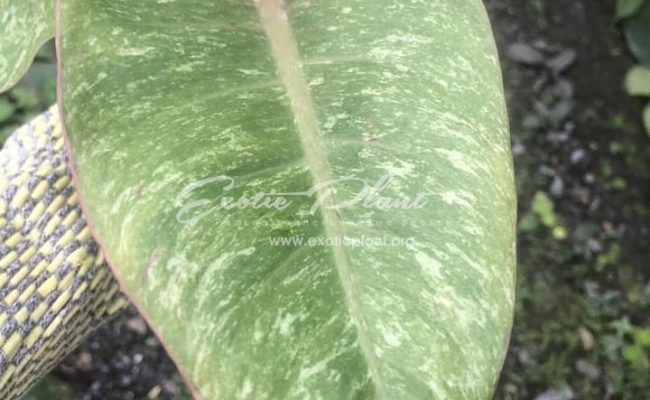 Philodendron Chocolate Chip 75