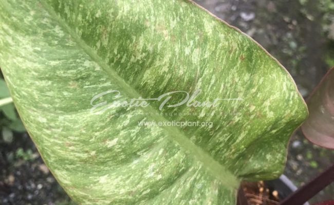 Philodendron Chocolate Chip 75