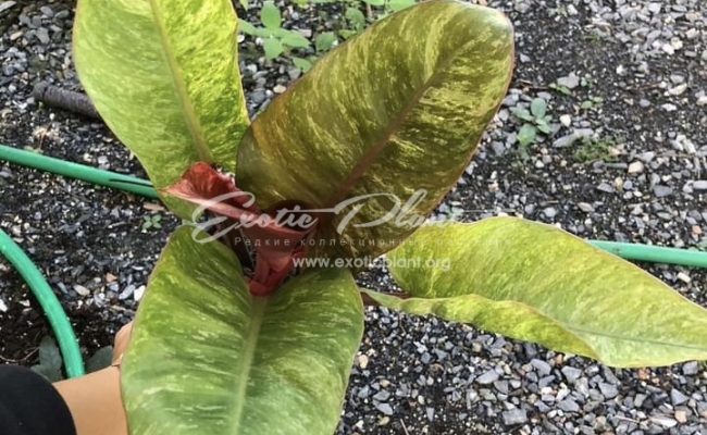 Philodendron Chocolate Chip 75