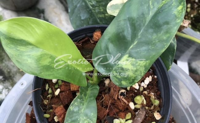 Philodendron Florida Beauty X mayoi 300