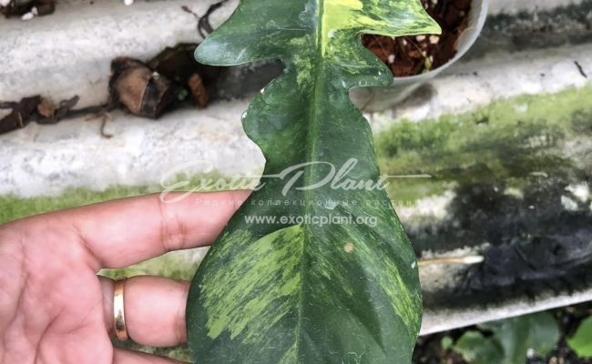 Philodendron Florida Beauty X mayoi 300