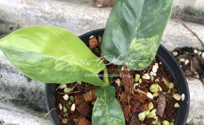 Philodendron Florida Beauty X mayoi 300