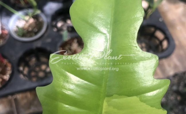 Philodendron Florida Beauty x mayoi 400