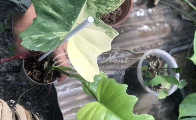 Philodendron Florida Beauty x mayoi 400