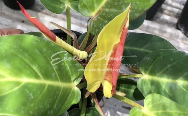 Philodendron Moon River Sun 120