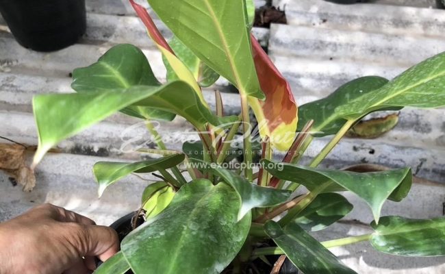 Philodendron Moon River Sun 120