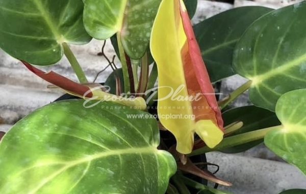 Philodendron Moon River Sun 120