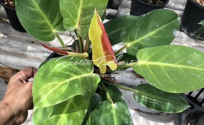 Philodendron Moon River Sun 120