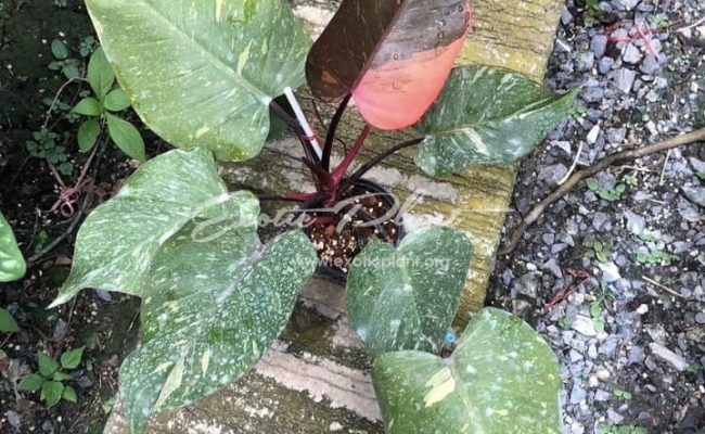 Philodendron Orange Princess 100