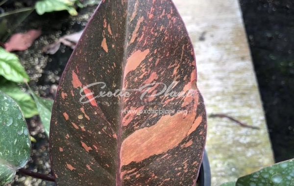 Philodendron Orange Princess 60-100