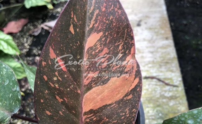 Philodendron Orange Princess 60