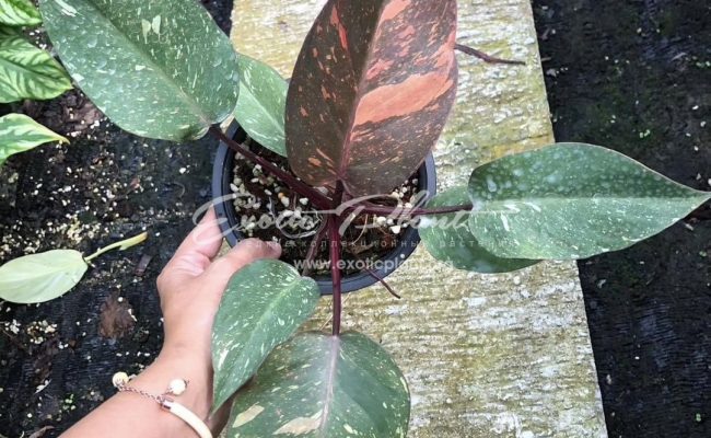 Philodendron Orange Princess 60