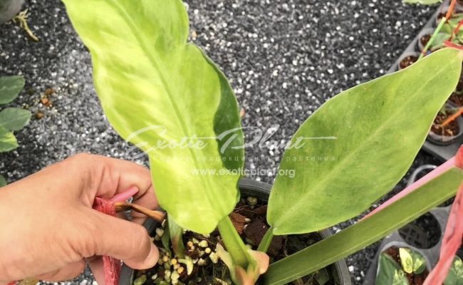 Philodendron Orlando 100