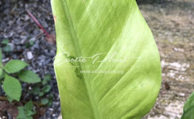 Philodendron Orlando 100