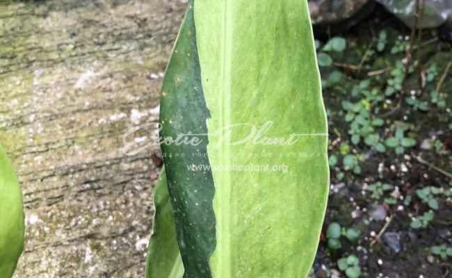 Philodendron Orlando 100