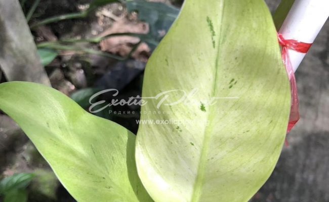 Philodendron Orlando 100