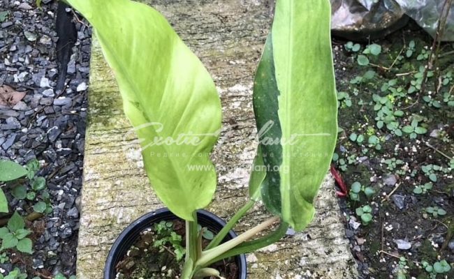 Philodendron Orlando 100