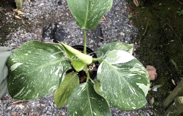 Philodendron White Wizard Marble 40