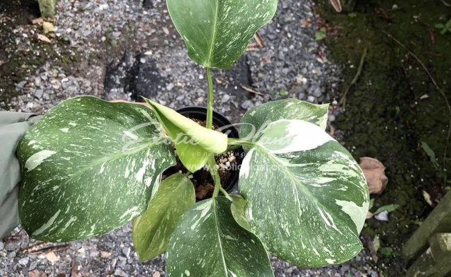 Philodendron White Wizard Marble 40