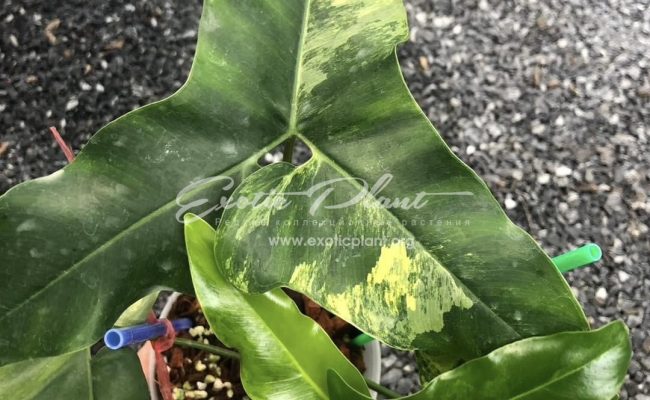 Philodendron angela variegated 450