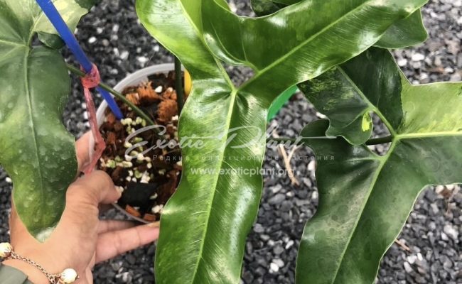 Philodendron angela variegated 450