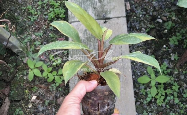 Philodendron black cardinal no.2 100