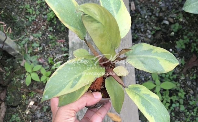 Philodendron black cardinal no.2 100