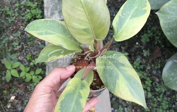 Philodendron Black Cardinal no.2 100