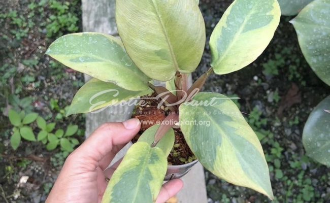 Philodendron black cardinal no.2 100