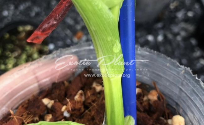 Philodendron distantilobum variegated 200