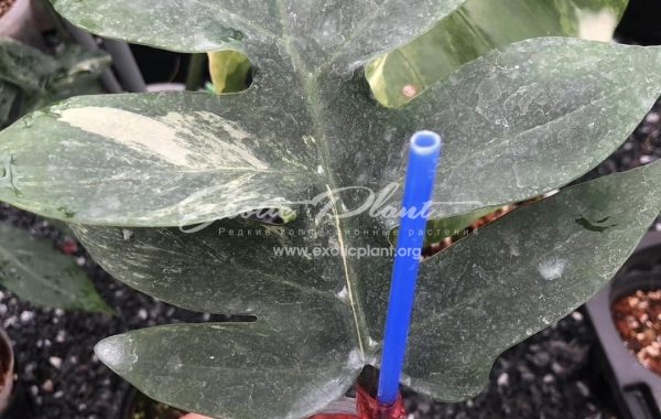 Philodendron distantilobum variegated 200