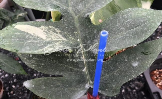 Philodendron distantilobum variegated 200