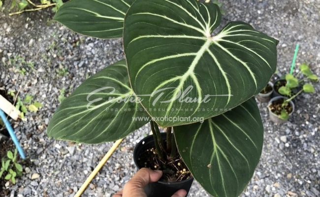 Philodendron gloriosum silver 70