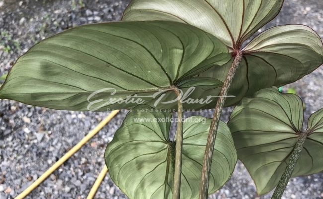 Philodendron gloriosum silver 70