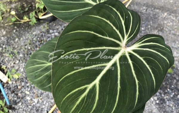 Philodendron gloriosum silver 70