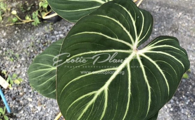 Philodendron gloriosum silver 70