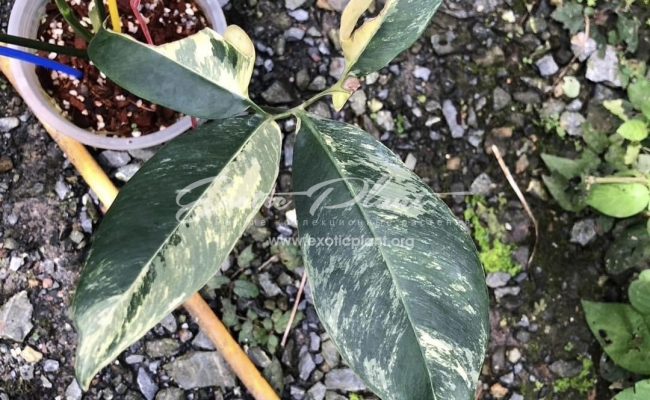 Philodendron goeldii variegated 400