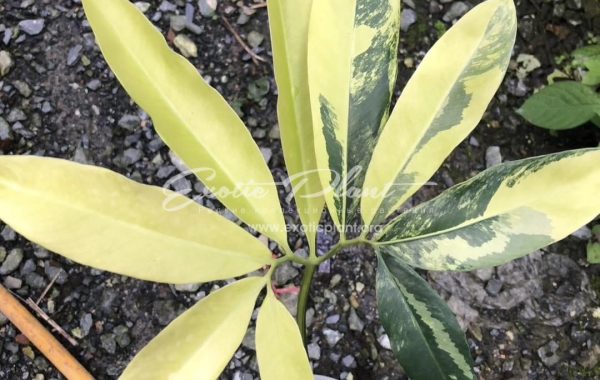 Philodendron goeldii variegated 400