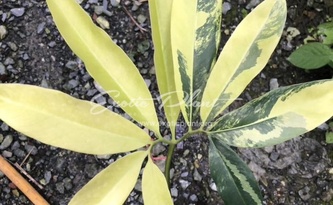 Philodendron goeldii variegated 400