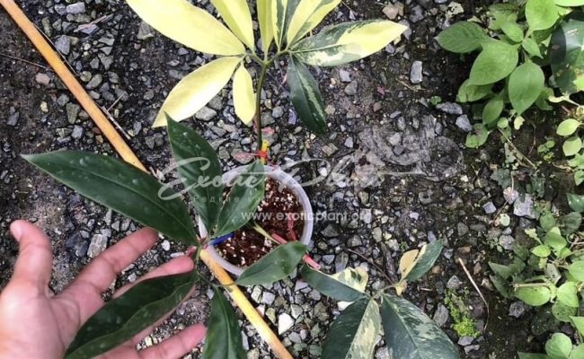 Philodendron goeldii variegated 400