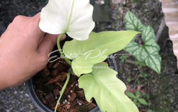 Philodendron radiatum Mint 50